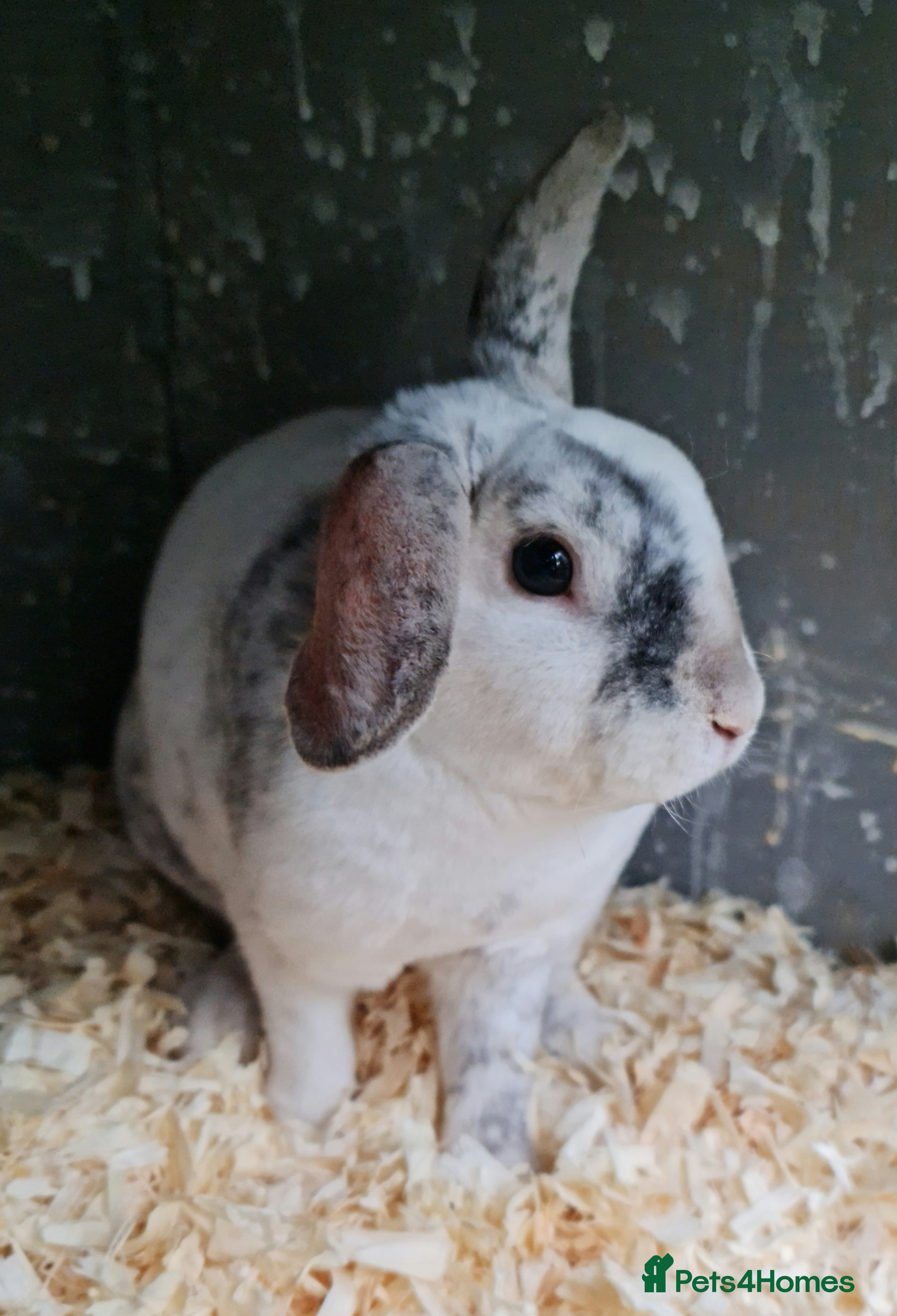 Mini Lop rabbits Stunning mini lop plush x mini rex buck - Advert 1