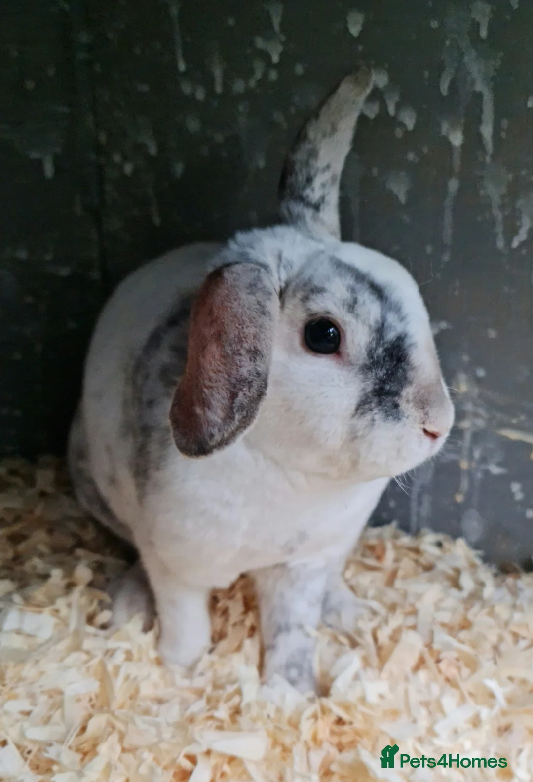 Mini Lop rabbits for sale: Stunning mini lop plush x mini rex buck SOLD - Advert 1