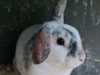 Mini Lop rabbits Stunning mini lop plush x mini rex buck - Advert 1