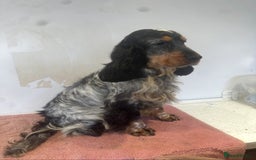 Cocker Spaniel dogs for sale: Beautiful cocker spaniel puppies  - Image 8