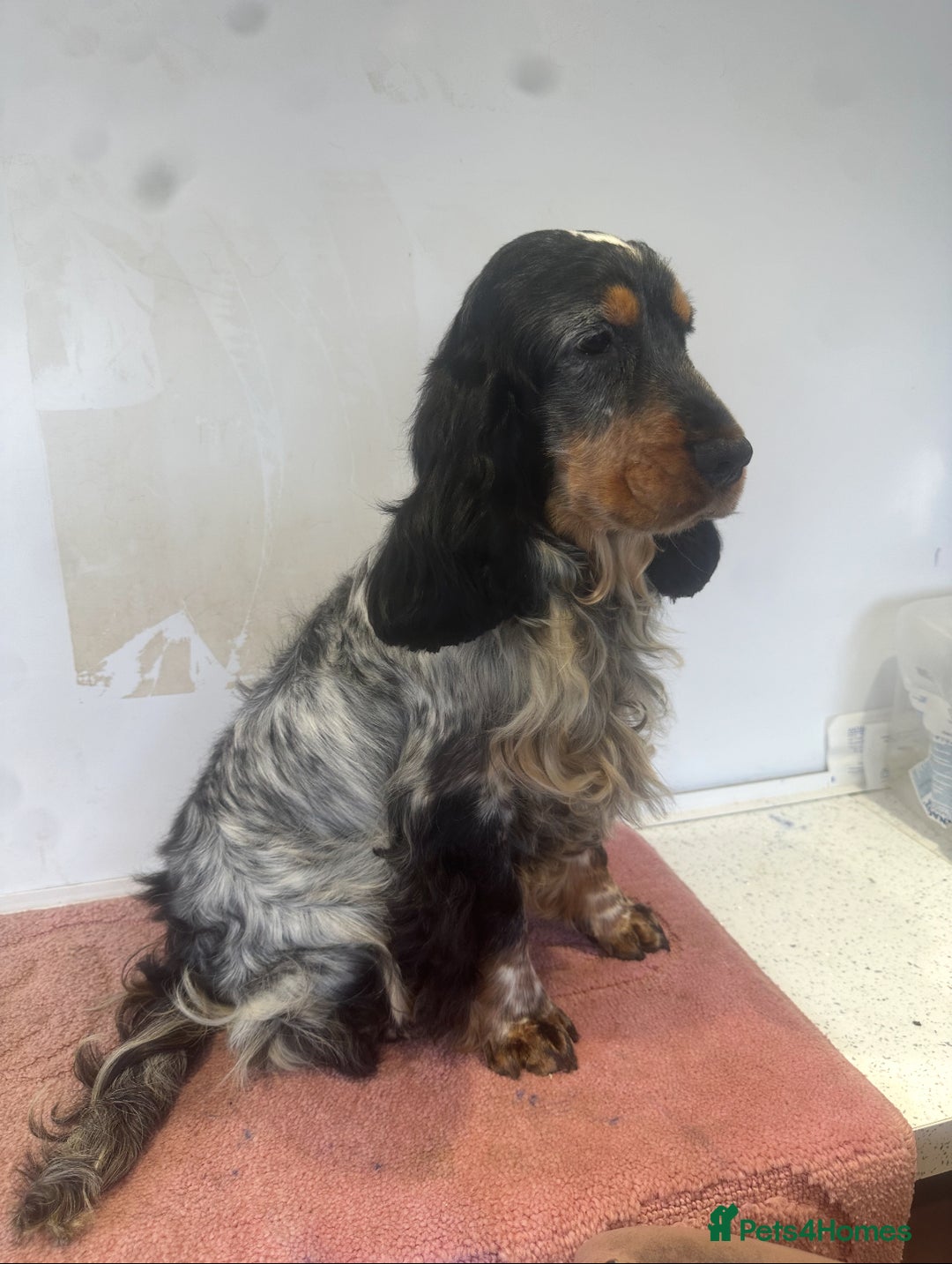 Cocker Spaniel dogs for sale: Beautiful cocker spaniel puppies  - Image 8