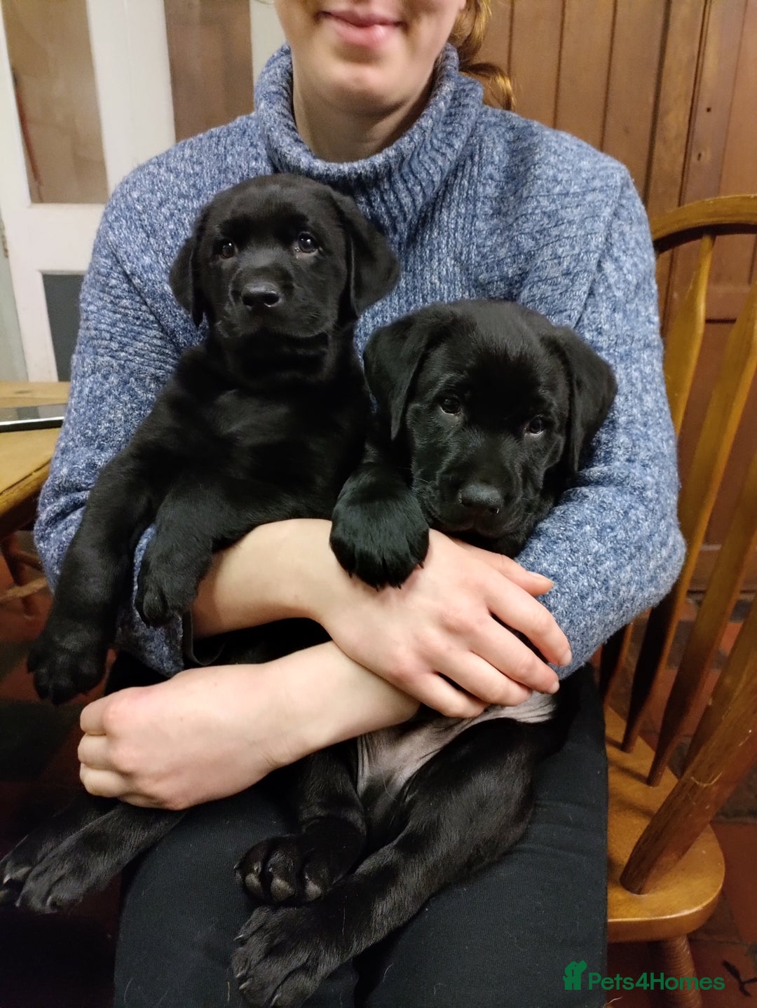 Labrador Retriever dogs for sale: Adorable Labrador Puppies  - Advert 2