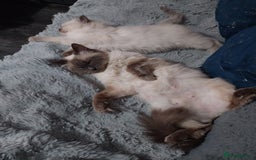 Ragdoll cats for sale: Male bluepoint ragdoll  - Image 10