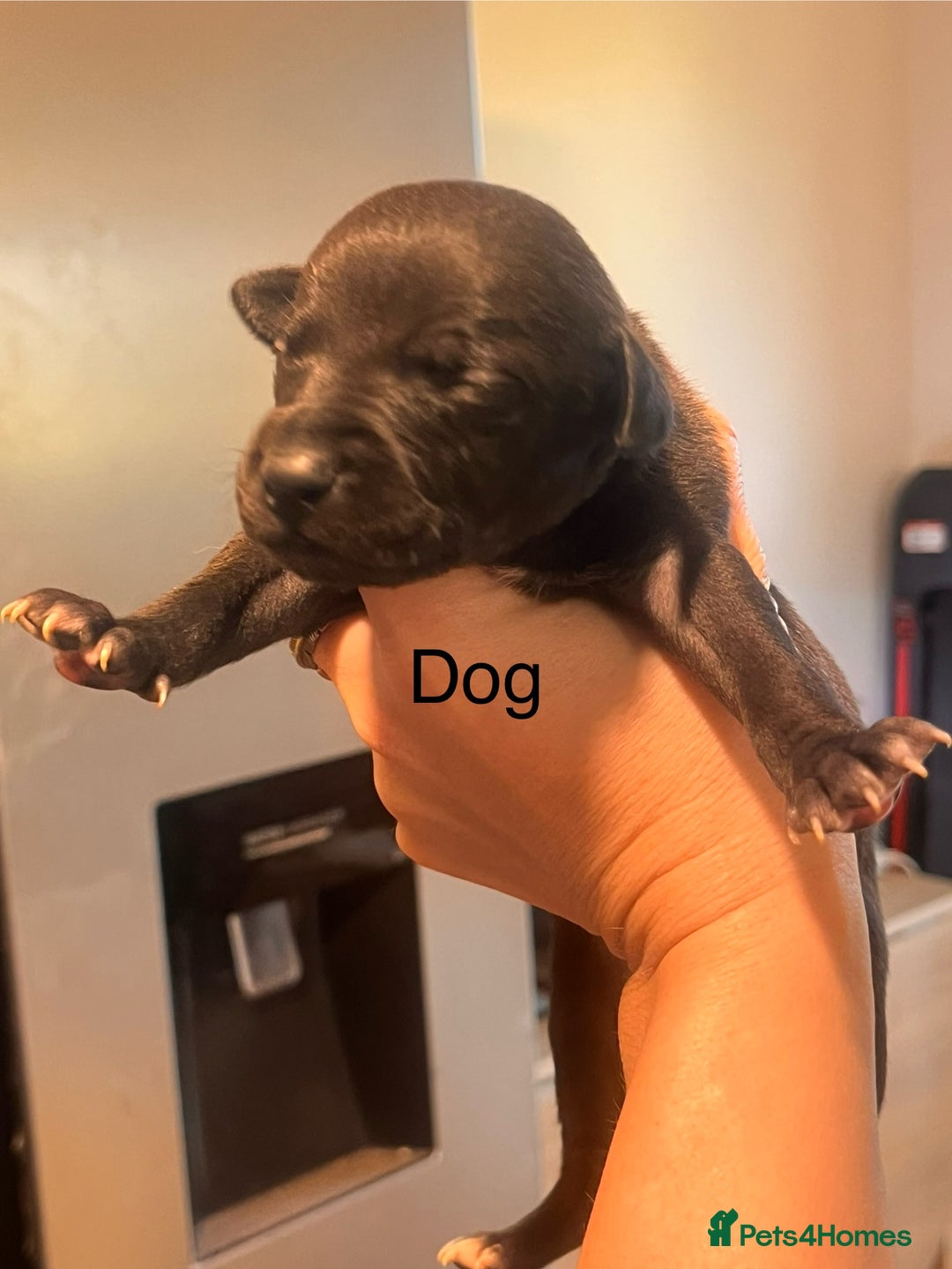 Whippet dogs for sale: Champion KC whippet puppies  - Advert 13