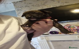 Mixed Breed dogs for sale: 3 boys left! Staff x Puppies  - Image 5