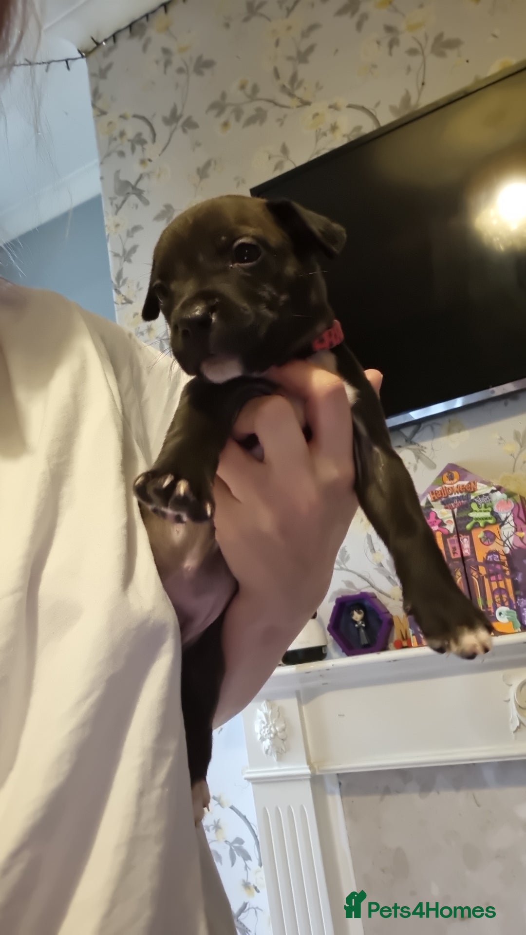 Mixed Breed dogs for sale: 3 boys left! Staff x Puppies  - Image 5