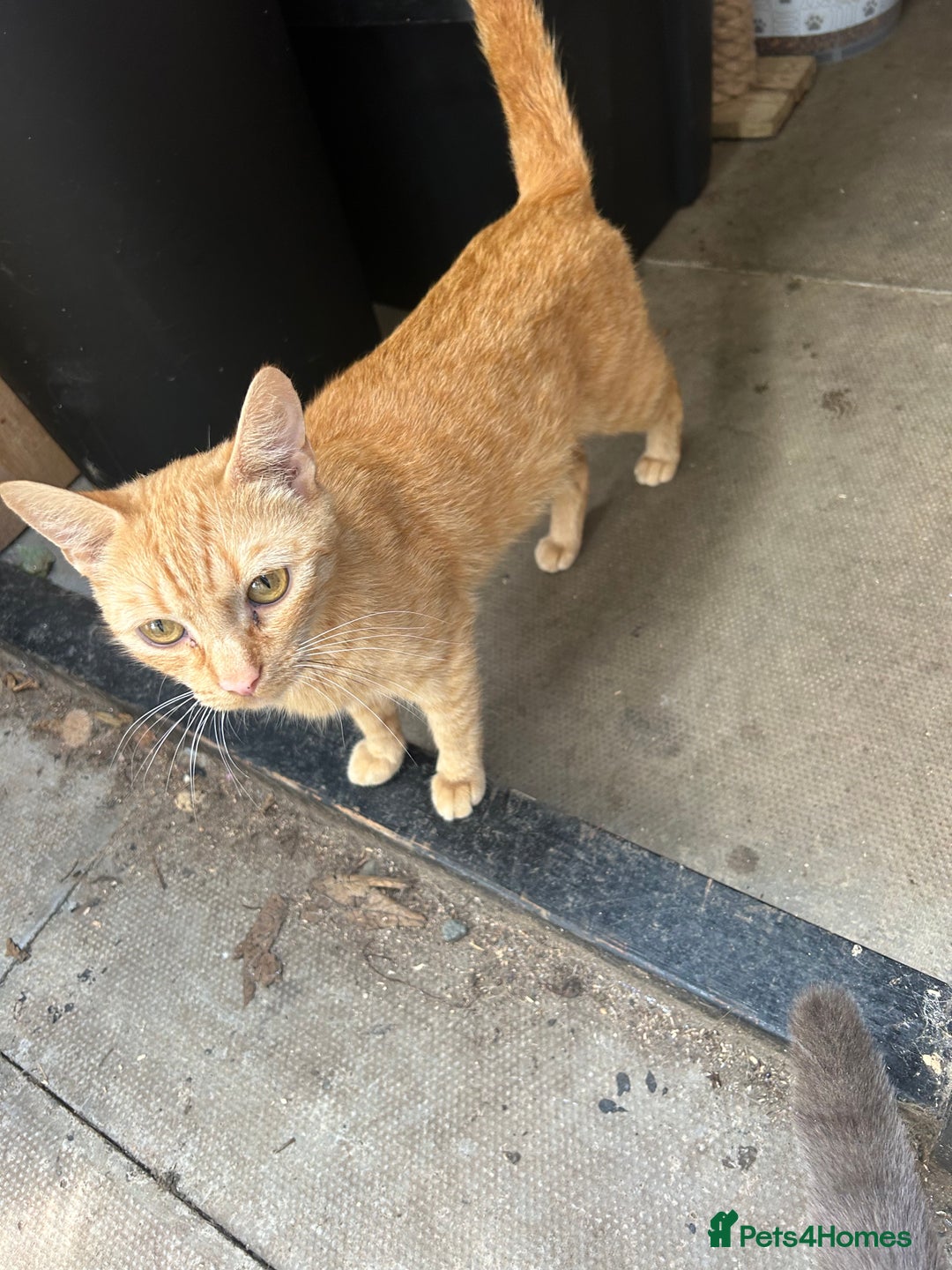 Domestic Shorthair cats for sale: Ginger kittens - Image 3