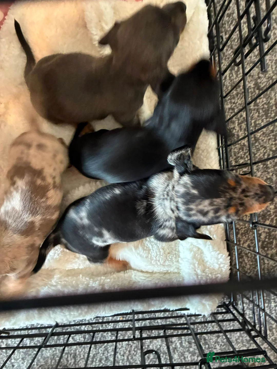 Miniature Dachshund dogs for sale: Miniature dachshund puppies - Advert 10