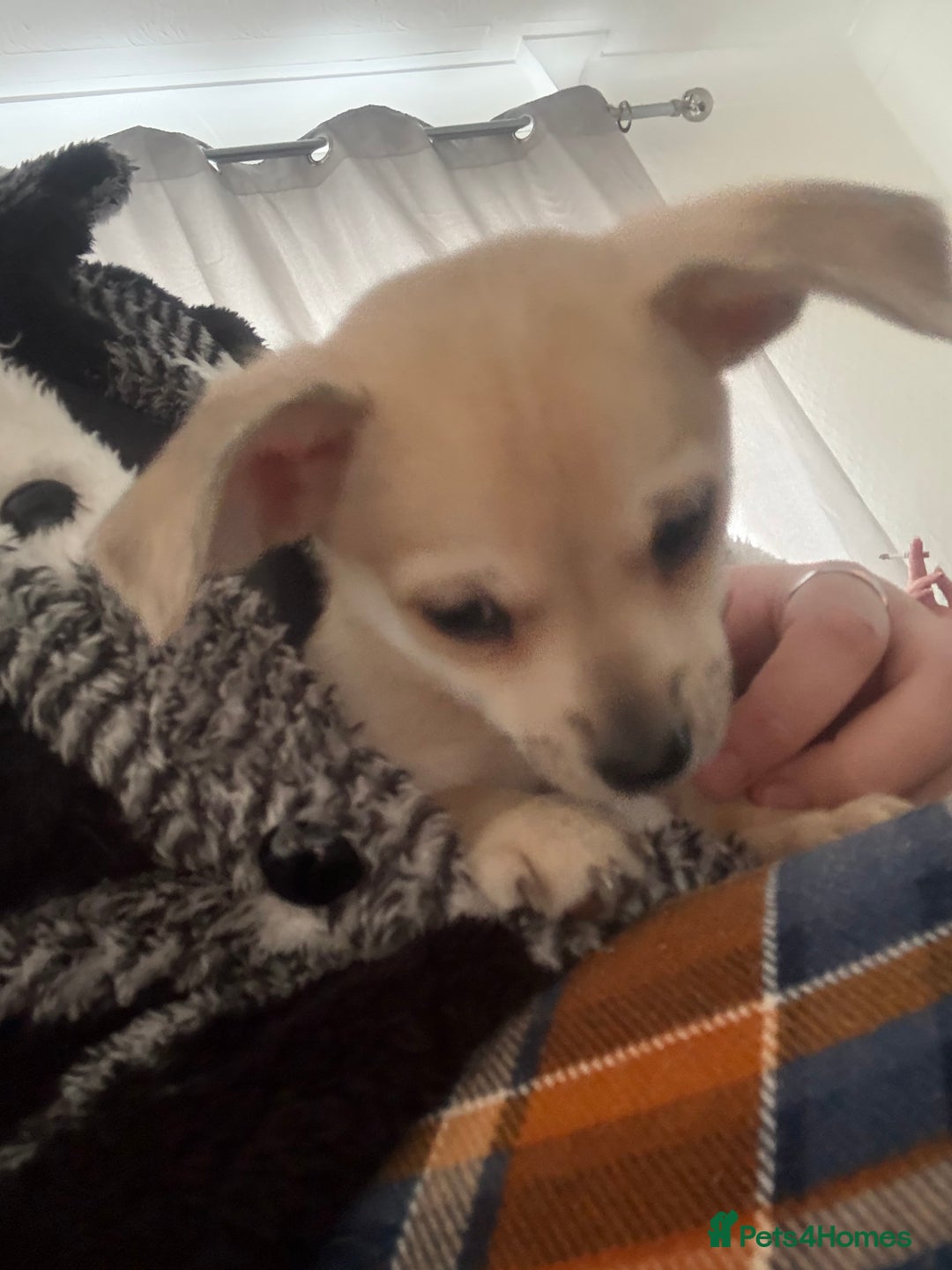 Chihuahua dogs for sale: Only 2 left! Chihuahua x Dachshund Puppies - Advert 16