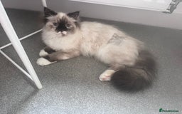 Ragdoll cats for sale: Beautiful female ragdoll kitten - Image 1