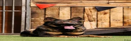 German Shepherd dogs for sale: PP Trained Female  - Advert 1