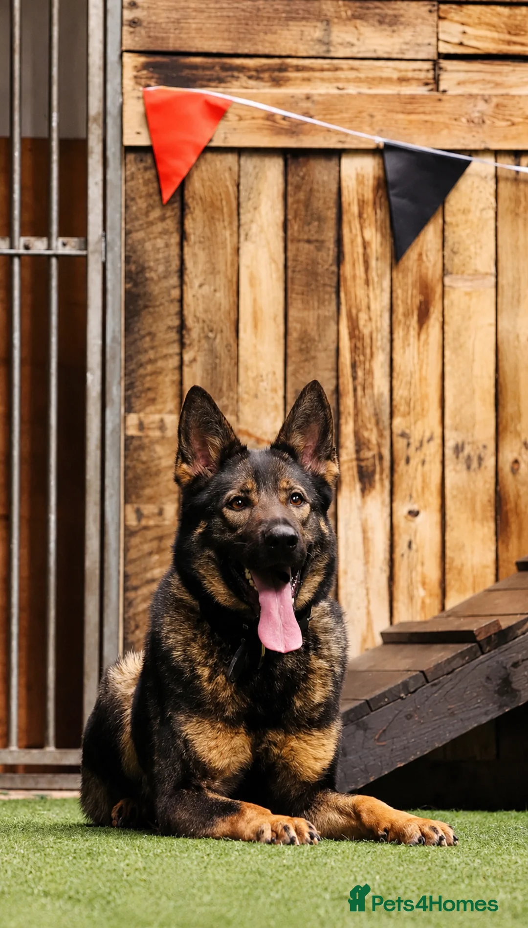 German Shepherd dogs for sale: PP Trained Female  - Advert 1