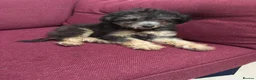 Chipoo dogs for sale: Last female silver phantom Toy Poodle Puppy - Advert 1