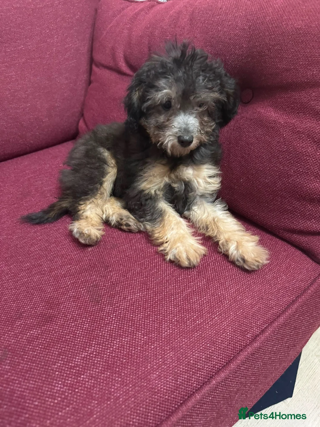 Chipoo dogs for sale: Last female silver phantom Toy Poodle Puppy - Advert 1