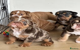 English Bulldog dogs for sale: READY TO LEAVE STUNNING ENGLISH BULLDOGS  - Image 10