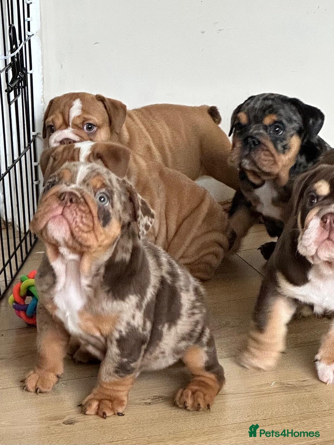 English Bulldog dogs for sale: READY TO LEAVE STUNNING ENGLISH BULLDOGS  - Image 10