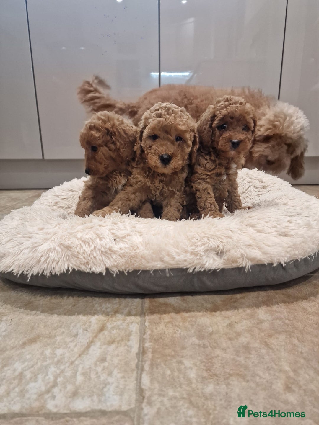 Cockapoo dogs for sale: 3 Gorgeous Apricot Cockapoo Puppies  - Advert 1