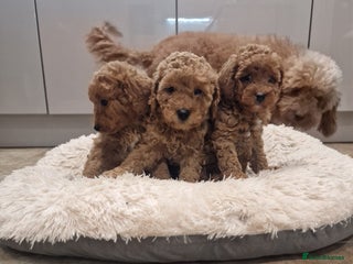 Cockapoo dogs 3 Gorgeous Apricot Cockapoo Puppies - Advert 1