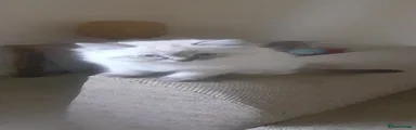 Ragdoll 3