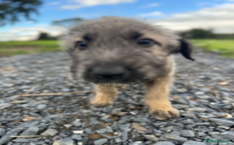 Irish Wolfhound dogs - Advert 1