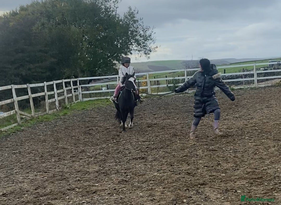 Welsh Section A horses for sale: Super child’s pony  - Image 8