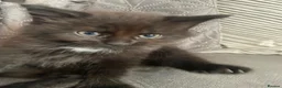 Mixed Breed cats for sale: Beautiful Black Male Kitten  in Banff - Advert 3