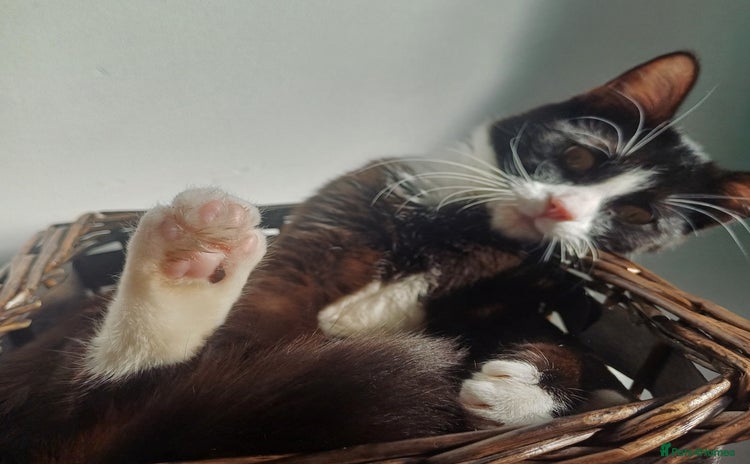 Mixed Breed cats - Advert 12