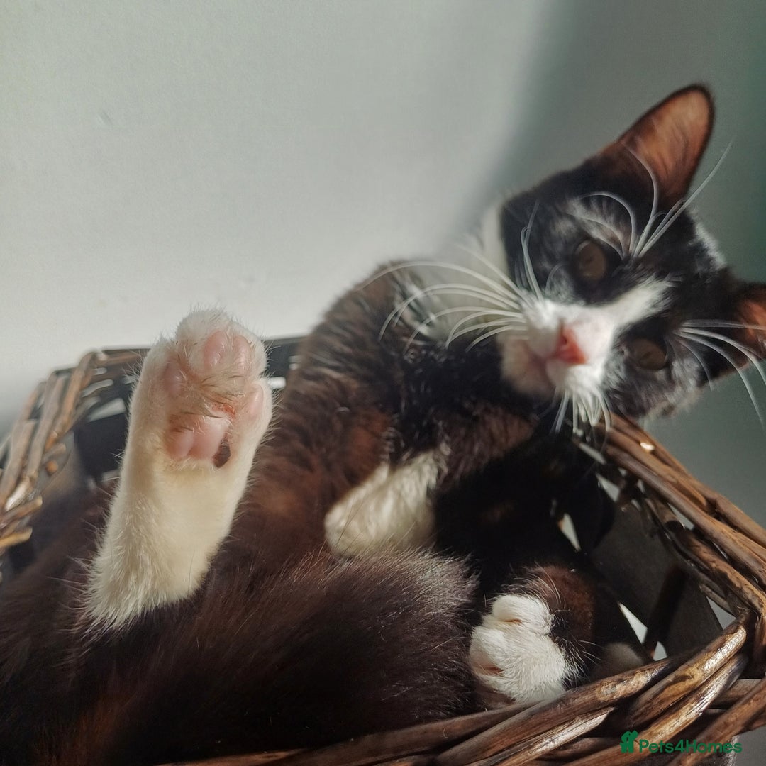 Mixed Breed cats for sale: No £ wanted female cat looking for new home asap - Image 1