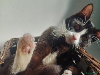 Mixed Breed cats for sale - Advert 1