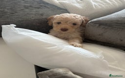 Cockapoo dogs for sale: Outstanding Toy Cockapoo pups  - Image 10
