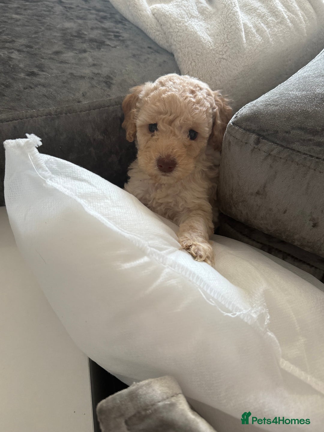 Cockapoo dogs for sale: Outstanding Toy Cockapoo pups  - Image 10