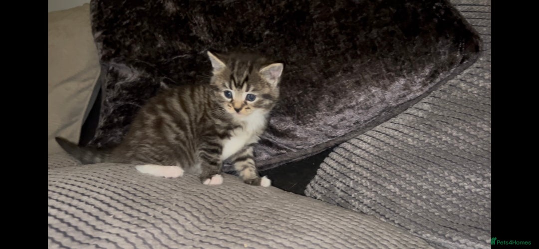 Mixed Breed cats for sale: Siamese x maincoon female kittens  - Advert 7