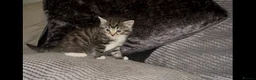 Mixed Breed cats for sale: Siamese x maincoon female kittens  - Advert 7