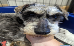 Miniature Schnauzer dogs for sale: Miniature Schnauzer older girl - Image 6