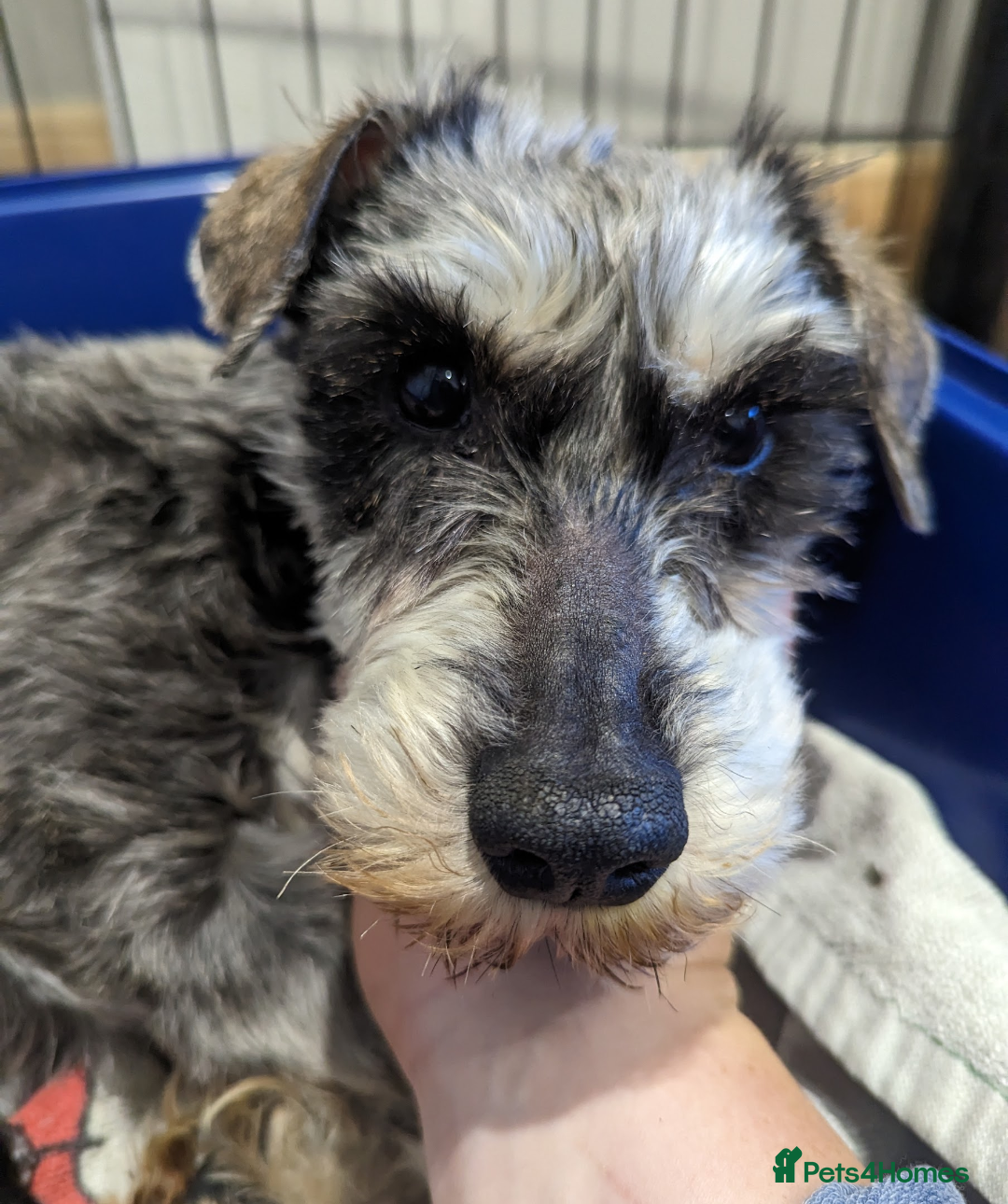 Miniature Schnauzer dogs for sale: Miniature Schnauzer older girl - Image 6