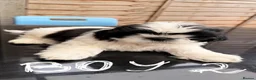 Shih Tzu dogs for sale: Puppy Shih tzu  - Advert 8