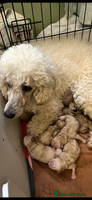 Miniature Poodle dogs - Advert 3