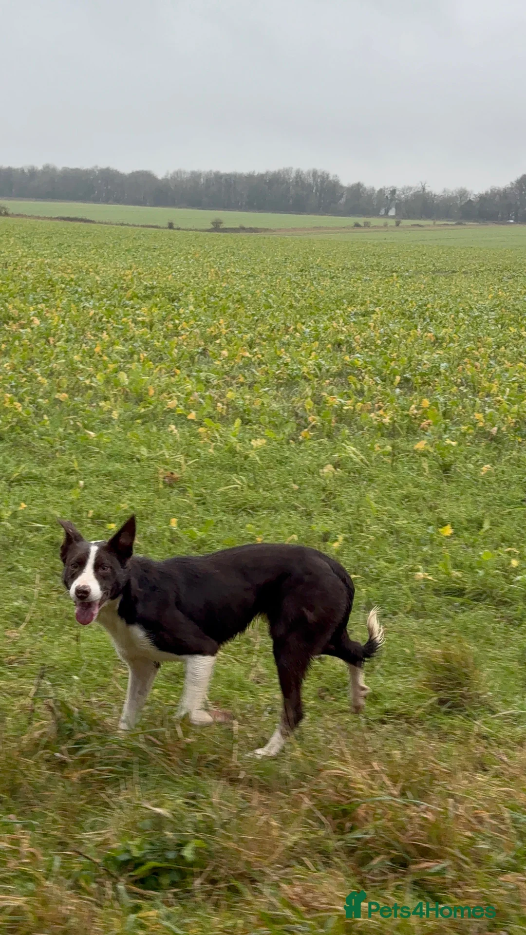Border Collie dogs for sale: Two border collie pups for new homes - Advert 3