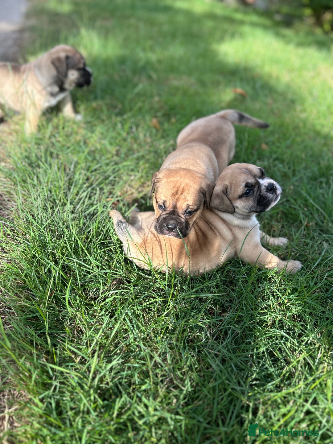 Old Tyme Bulldog dogs for sale: Old Tyme Bulldog puppies for sale - Image 5