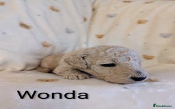 Standard Poodle dogs for sale: Standard poodles - Image 22