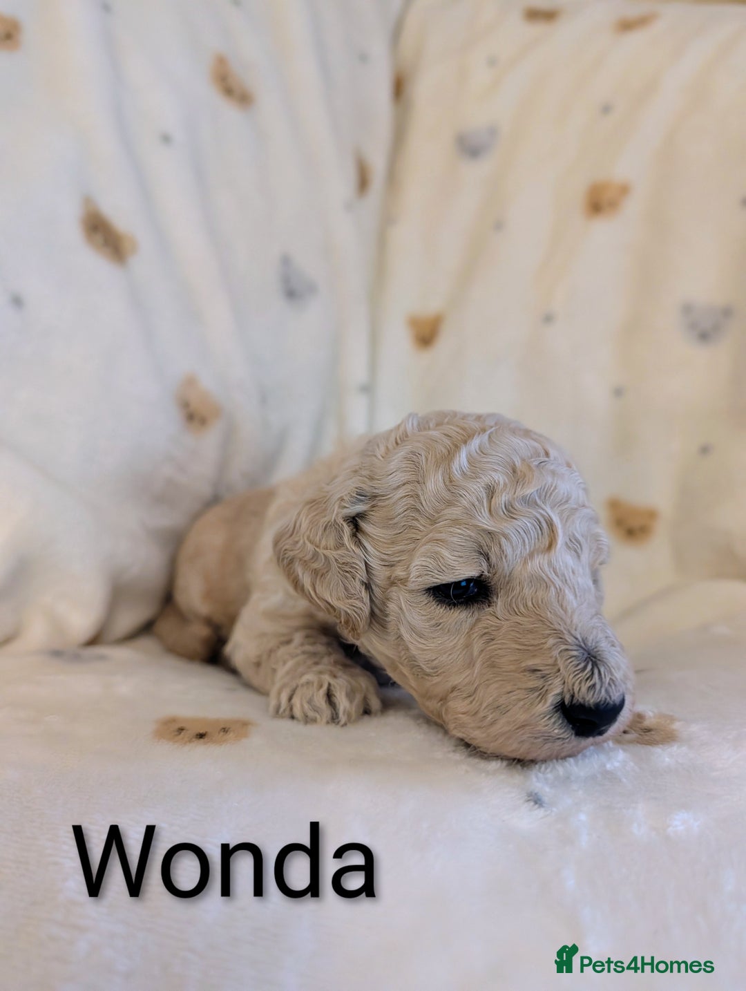 Standard Poodle dogs for sale: Standard poodles - Image 22