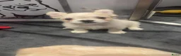 French Bulldog dogs for sale: fully vac French bulldog pups ready now  - Advert 5