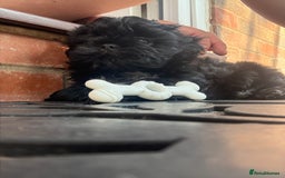 Shih Tzu dogs for sale: Black Shih tzu puppie - Image 2