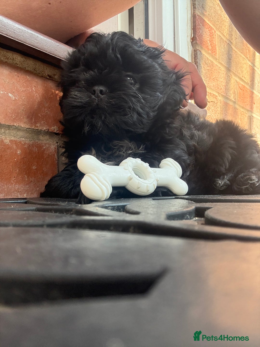 Shih Tzu dogs for sale: Black Shih tzu puppie - Image 2