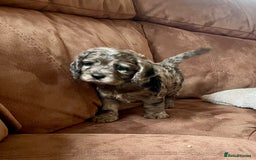 Cockapoo dogs for sale: Marble /tan cockerpoo - Image 15