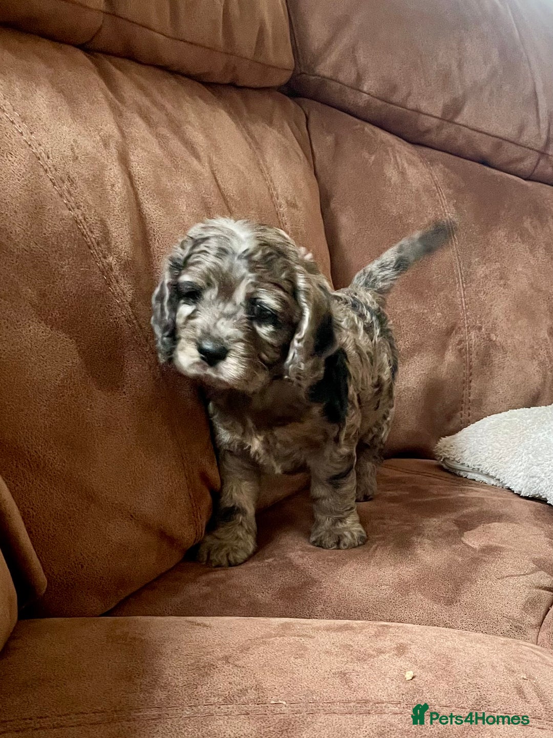 Cockapoo dogs for sale: Marble /tan cockerpoo - Image 15