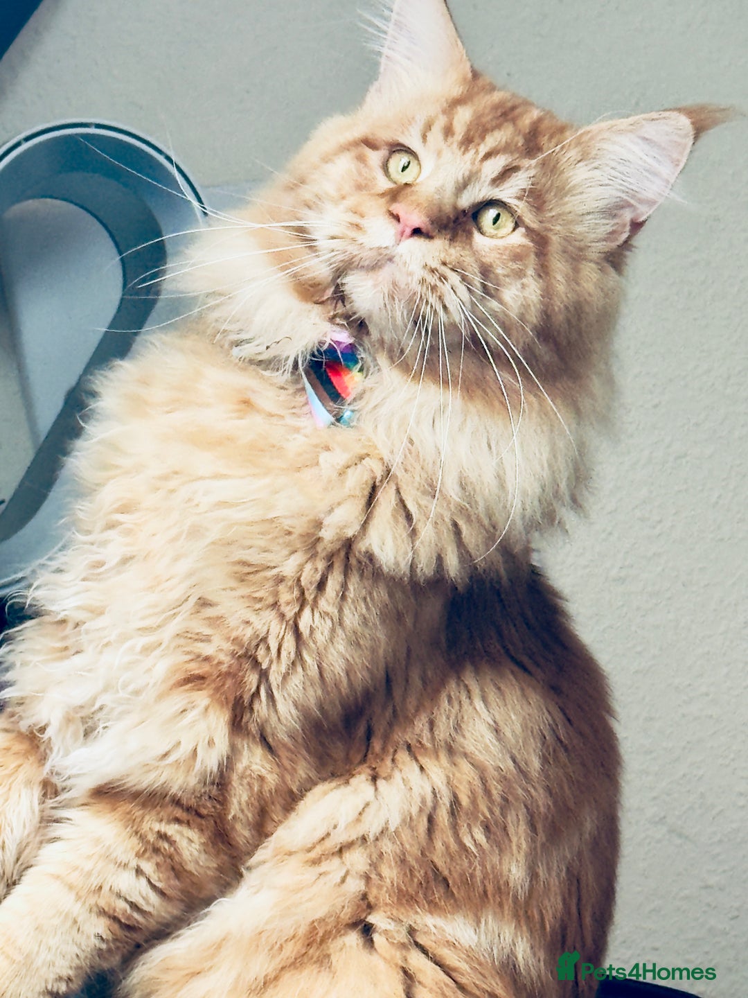 Maine Coon cats for sale: Mainecoon little lady ready for new home - Advert 16