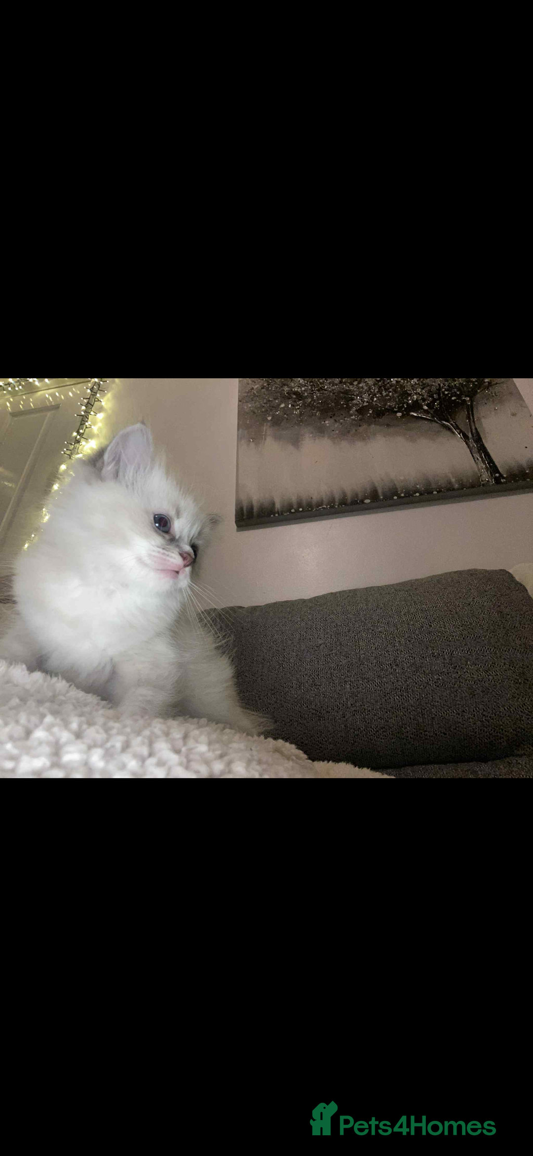 Ragdoll cats for sale: Beautiful ragdoll kittens  - Advert 1