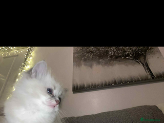 Ragdoll cats Beautiful ragdoll kittens - Advert 1