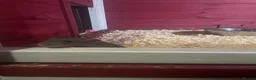 Rat rodents for sale: Baby rats  - Advert 4